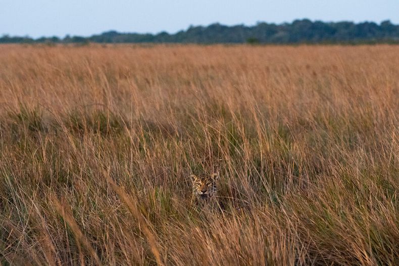Imágenes de yaguaretés deambulando libres por el Iberá. (Sebastián Navajas).