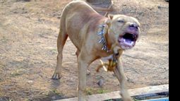 Es el segundo ataque por parte de un pitbull a otro perro ocurrido en la última semana. Foto ilustrativa. Es el segundo ataque por parte de un pitbull a otro perro ocurrido en la última semana. Foto ilustrativa.