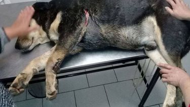 Maltrato animal: apuñalaron a un perro en Villa Rosa