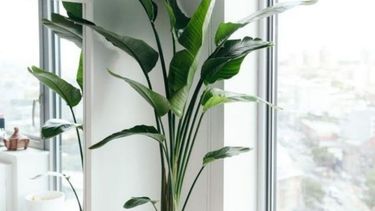 decoracion elegante: 4 grandes plantas para un interior armonioso y sorprendente