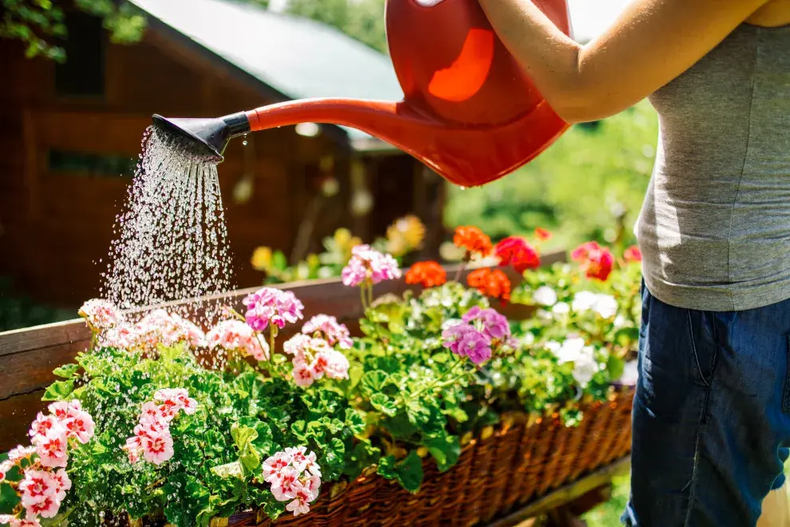 Plantas que florecen al sol y resisten las altas temperaturas. (Getty)..png
