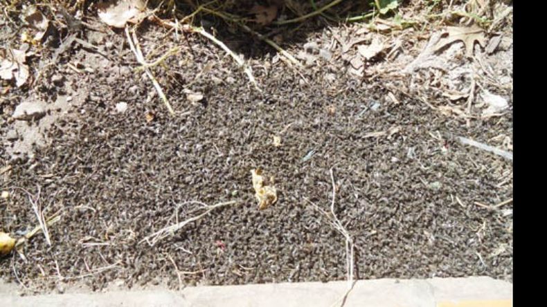 Montañas de moscas se acumulan luego de cada fumigación..