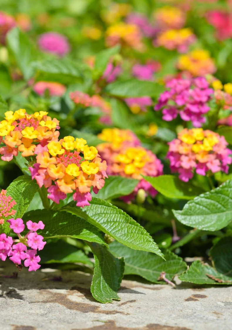 La lantana es una planta tropical. (clara.es)..png