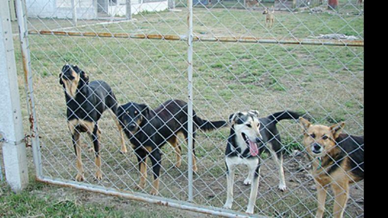 Los huéspedes de Perros del Alma esperan un dueño..