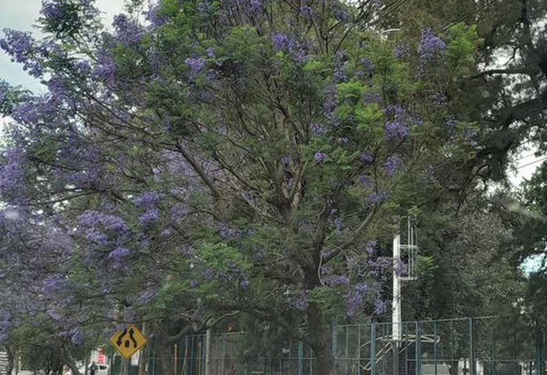 Los jacarandás de ruta 8 en frente de Carrefour en todo su esplendor. Qué bellos son! Carolina Gil.