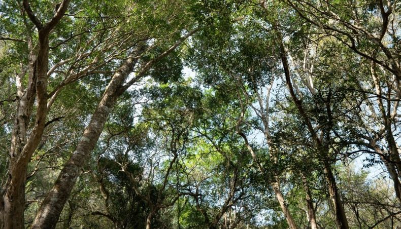 El área protegida ayudará a mitigar el daño ambiental. (El Tribuno)..jpg