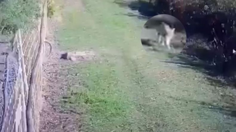 PUMA. Se trataría de un ejemplar cachorro. Fue registrado en la zona de Fátima. .