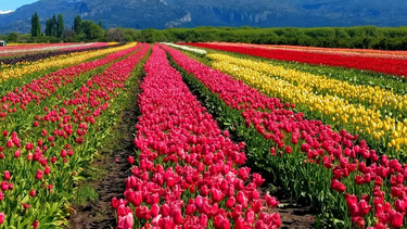 los tulipanes de trevelin: el campo ya esta en flor y enamora