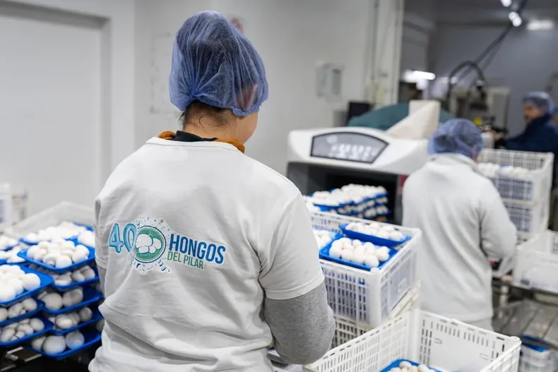 HONGOS DEL PILAR. La empresa sigue en plena expansión.