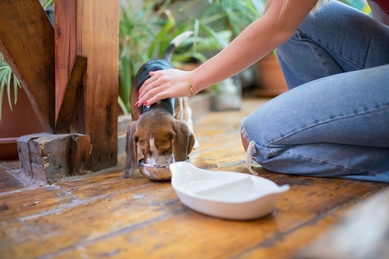 Elegir alojamiento pet-friendly es clave. (petanjo.com)..jpg
