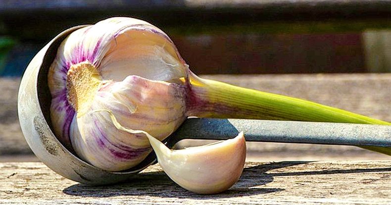 Hay que elegir bien los dientes de ajo para plantar. Foto. Genial.guru..jpg