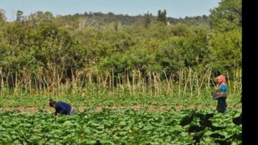En la periferia de Pilar se relevaron unas 150 quintas de verduras..
