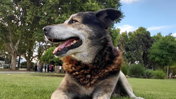 Homero, bautizado por los jóvenes como el perrito del centro, es la estrella de la Plaza 12 de Octubre. Homero, bautizado por los jóvenes como el perrito del centro, es la estrella de la Plaza 12 de Octubre.