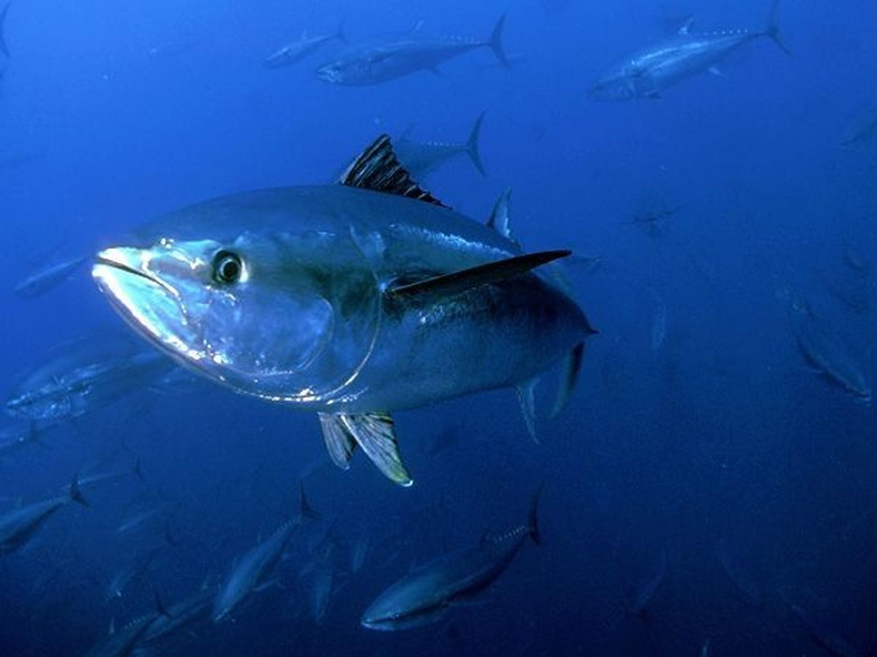 El 2 de mayo se celebra el Día Mundial del Atún, una especie que está sometida a una sobrepesca por su valor nutritivo y económico