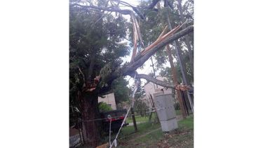 Árbol a punto de caer