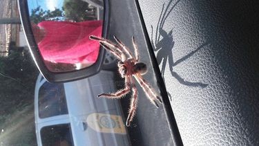 Araña se hizo viral