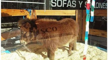 EN VIDRIERA. Tuco fue la atracción elegida por una mueblería..