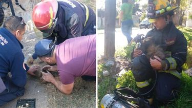 DARLO TODO. Los bomberos reanimando al perro. Al reaccionar le dieron oxígeno. .