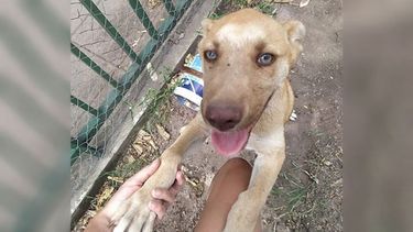 “Miren qué hermoso que es. Se encuentra ahora en Fátima, Pilar. Estamos tratando de ubicar a los dueños!!! Por favor, me ayudan a compartir?”. Euge (@QuantumEuge)..