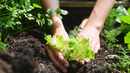 La huerta en primavera: consejos y tareas para octubre