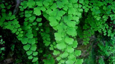 las plantas prehistoricas que podrias tener en tu jardin sin saberlo