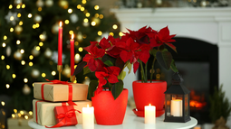 ¡La Estrella Federal o poinsettia es la planta de la Navidad!