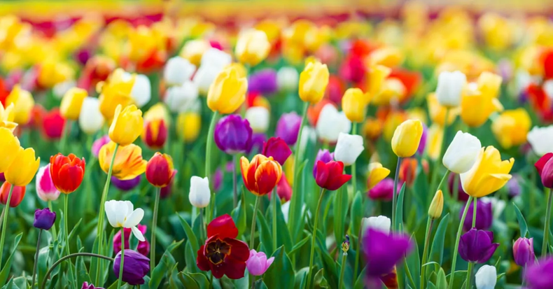 Tulipanes. Foto. Floraqueen.es..webp