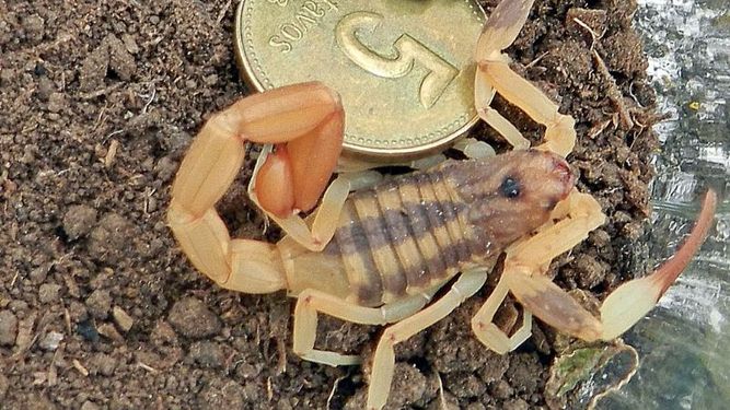 Preocupación por la picadura de un alacrán