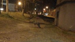 El animal fue fotografiado por un vecino..