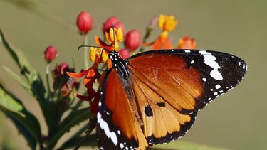 mariposas y plantas nativas en la reserva natural de pilar