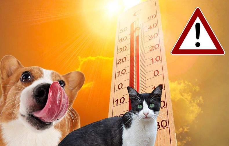 Cómo evitar los golpes de calor en perros y gatos. (polskiobserwator.de).