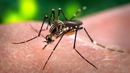 Dengue y fin de semana XXL: recomendaciones para viajeros