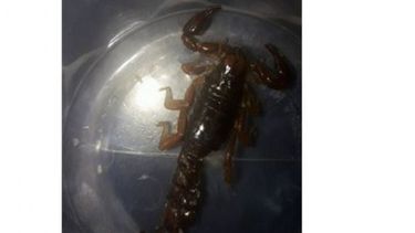 PELIGRO. Un ejemplar encontrado en Derqui..