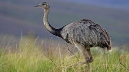 Argentina y Chile realizaron la primera translocación binacional de fauna silvestre