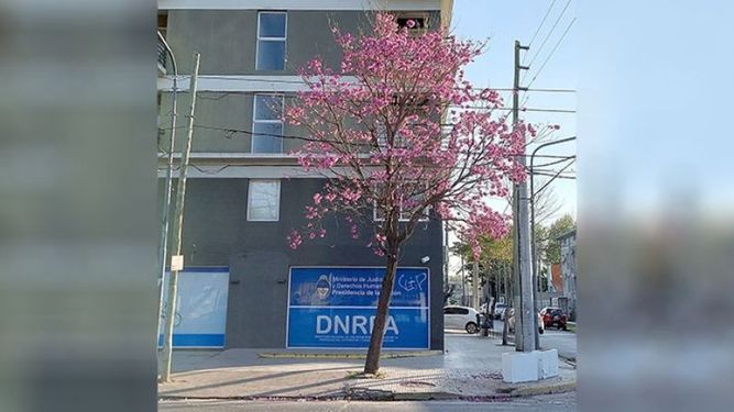 Un colorido árbol lapacho rosado en #Pilar, Tomás Márquez esquina Silvio Braschi. Ma. Florencia / @FlorSriLanka..