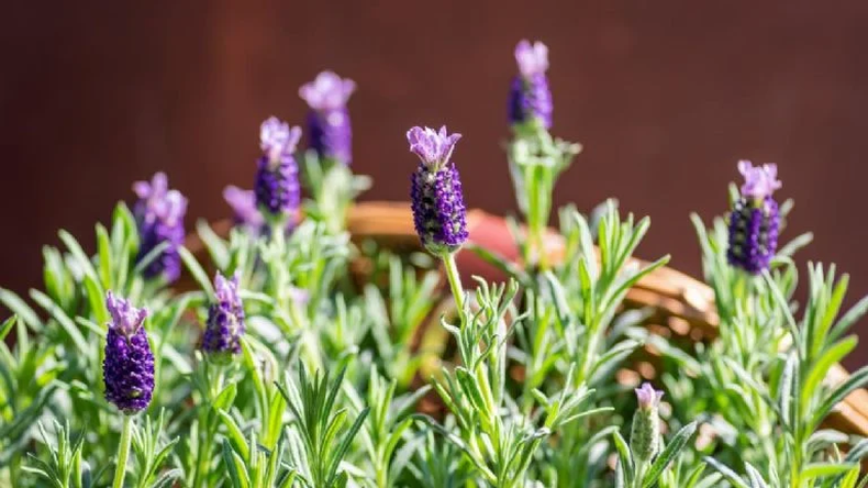 La lavanda. (minutoneuquen.com).png