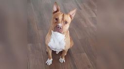 El día 9/6 se robaron a mi perro Tony de casa. Ofrecemos $50.000 de recompensa, sé que no es mucho pero son nuestros ahorros. Comunicarse al 113094-3475/ 115804-9850. Carla..