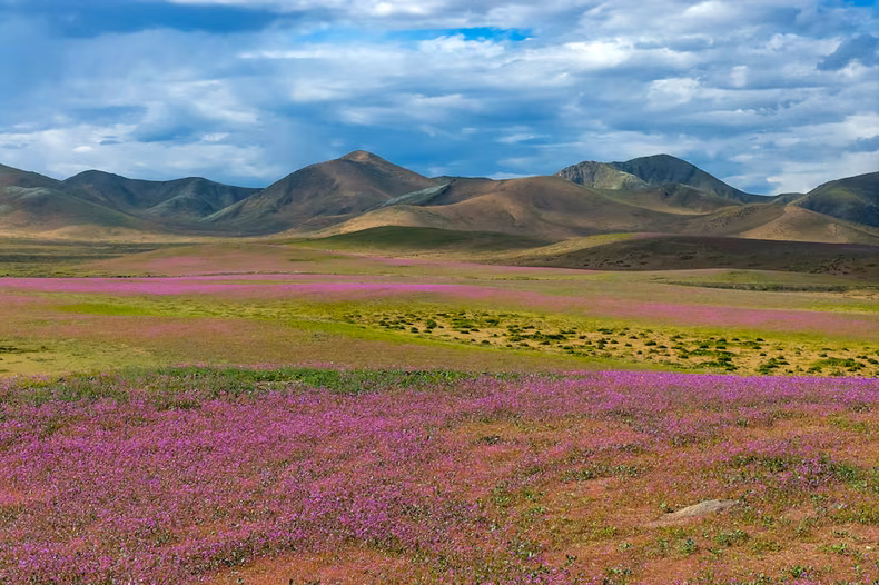 Flores multicolores cubren sectores del Desierto en elnorte de Chile. (AFP).