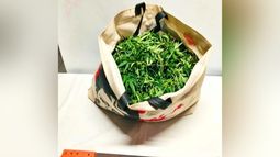En la casa del agresor se secuestró una planta de cannabis sativa de gran porte. En la casa del agresor se secuestró una planta de cannabis sativa de gran porte.