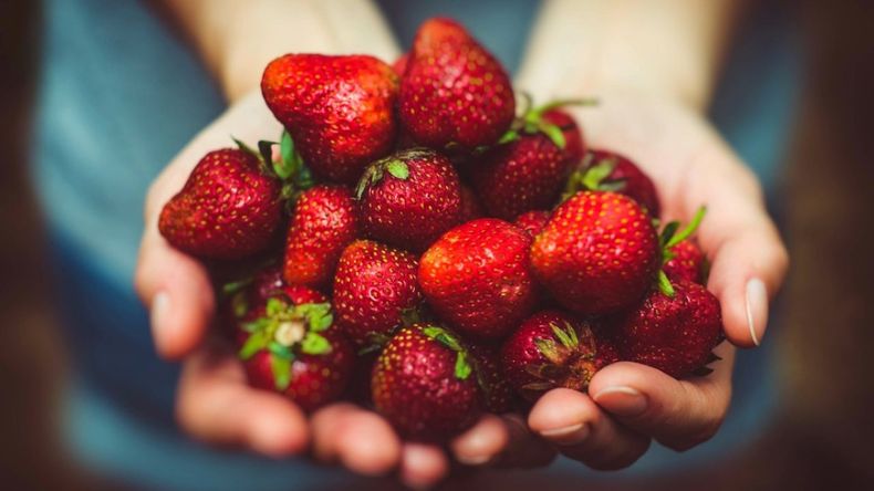 La frutilla bonaerense es un fruto de características excepcionales. (blogspot.com).jpg