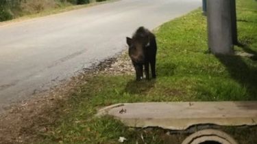 El jabalí fue fotografiado por un vecino.