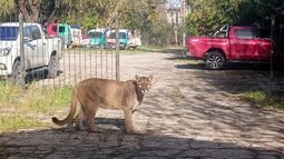 El animal fue divisado en las inmediaciones de Alsina y Ruta 8, pleno centro de Pilar. El animal fue divisado en las inmediaciones de Alsina y Ruta 8, pleno centro de Pilar.