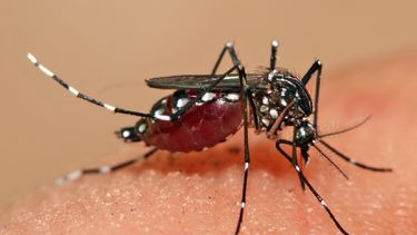 Hasta el momento se confirmaron unos 30 casos de dengue en Pilar.&nbsp;