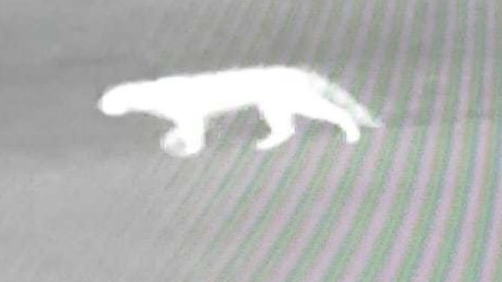 El animal detectado por las cámaras en Mayling. Sería un puma o un gato montés de gran tamaño. El animal detectado por las cámaras en Mayling. Sería un puma o un gato montés de gran tamaño.