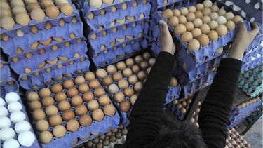 $450 el precio del maple de huevos en Manzanares. .