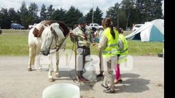 Aluvión de caballos por la Peregrinación Gaucha