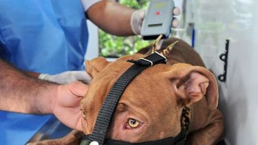 Proyecto polémico: “El chipeo es un impuesto a los perros”