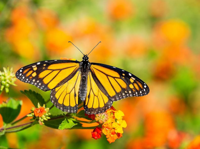 Las mariposas suelen elegir las flores coloridas. (kodami.it)..webp