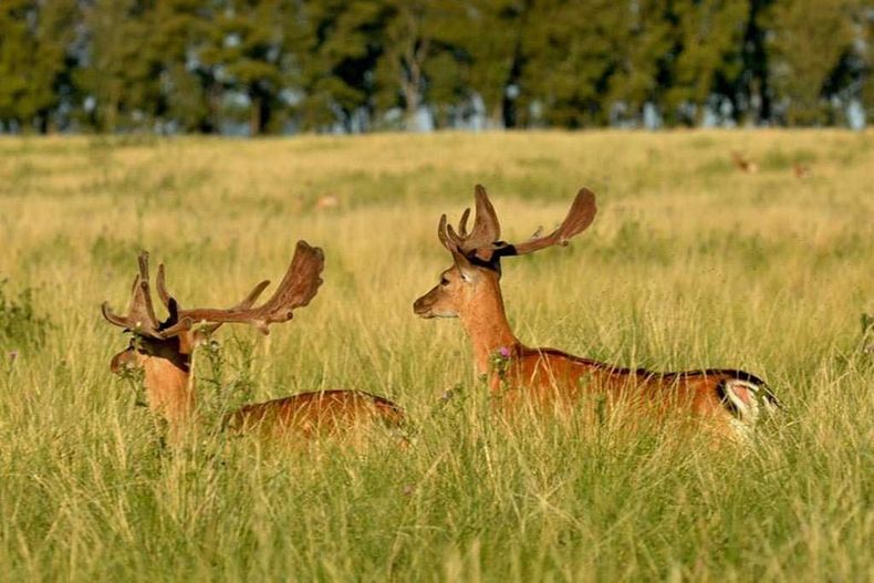 Cientos de animales en completa libertad. (latamvoyage.com)..jpg