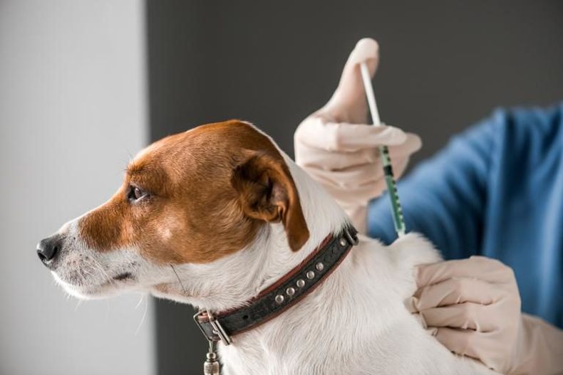 La vacuna antirrábica debe aplicarse una vez al año en perros y gatos.&nbsp;